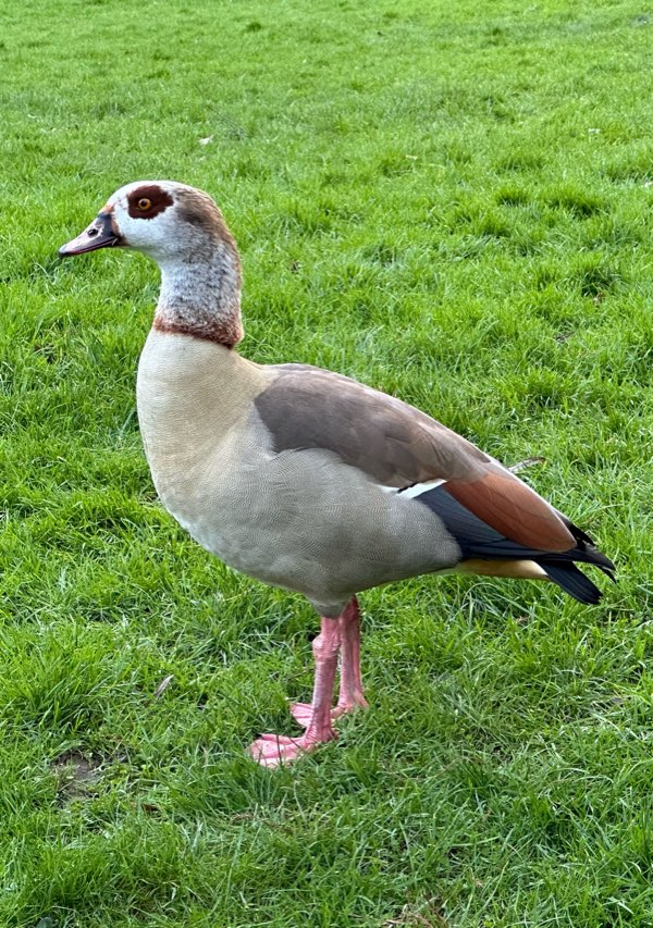 Park-duck